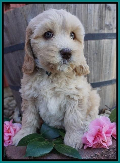 Ellie Flicker pups 7 wks old 211