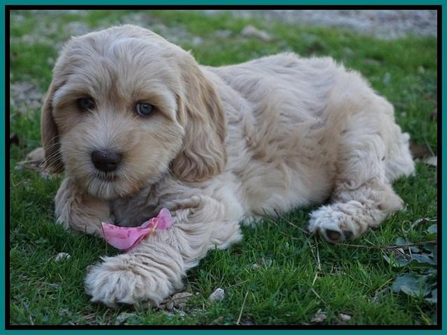 Ellie Flicker pups 7 wks old 261