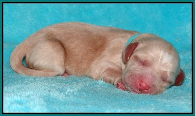 Ellie Flicker pups newborn 161