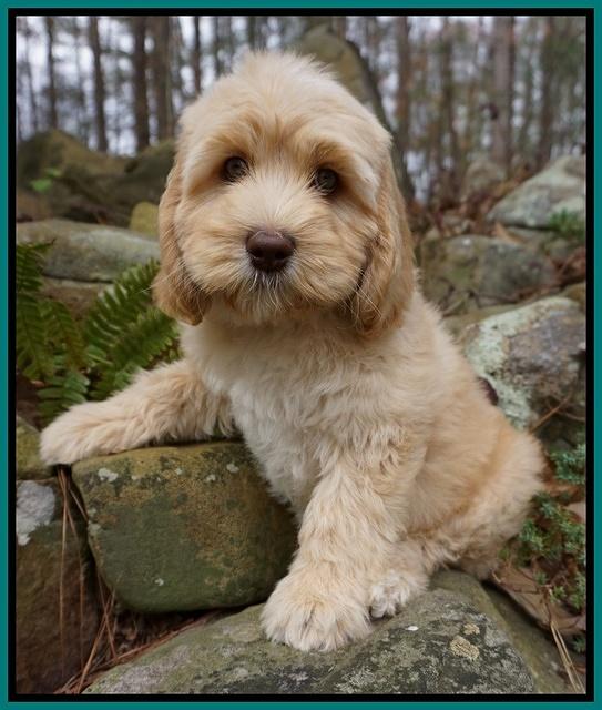 Ellie and Flicker pups 8 wks old 7 92
