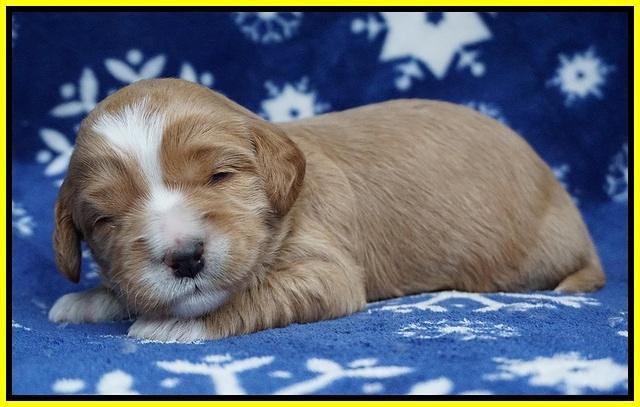 Ellie Flicker pups 2 wks old 151