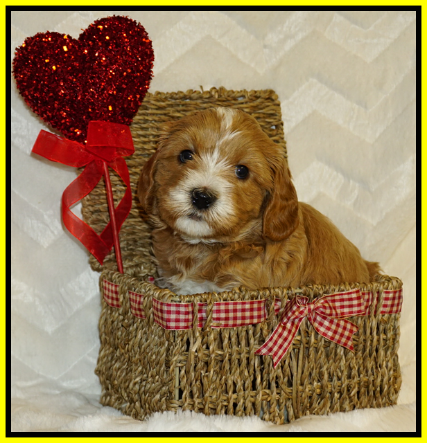 Ellie Flicker pups 5 wks old 381