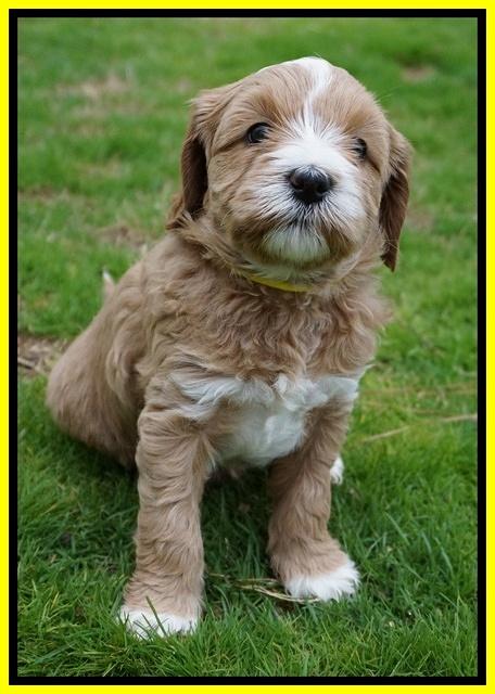 Ellie Flicker pups 5 wks old 411