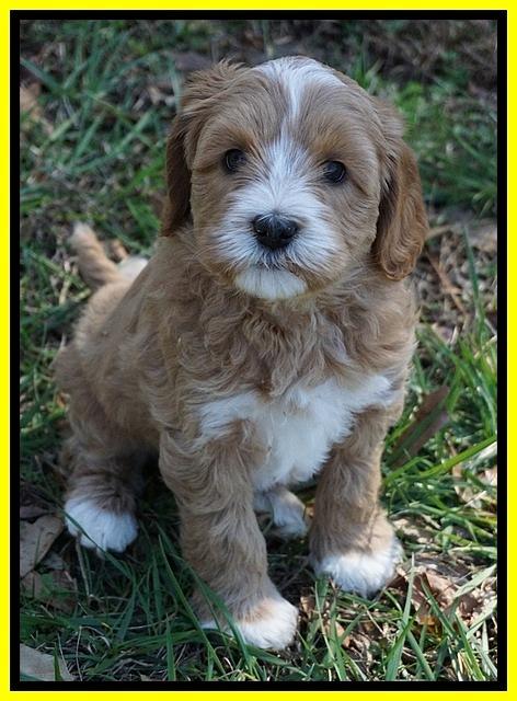 Ellie Flicker pups 6 wks old 401