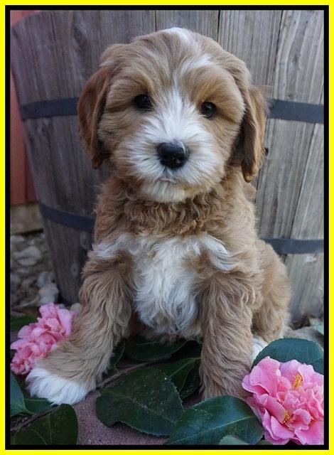 Ellie Flicker pups 7 wks old 291