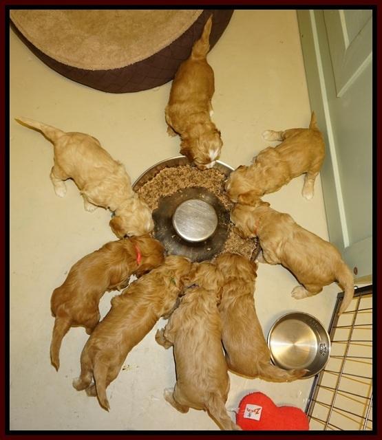 Ellie Flicker pups 4 wks old 1192