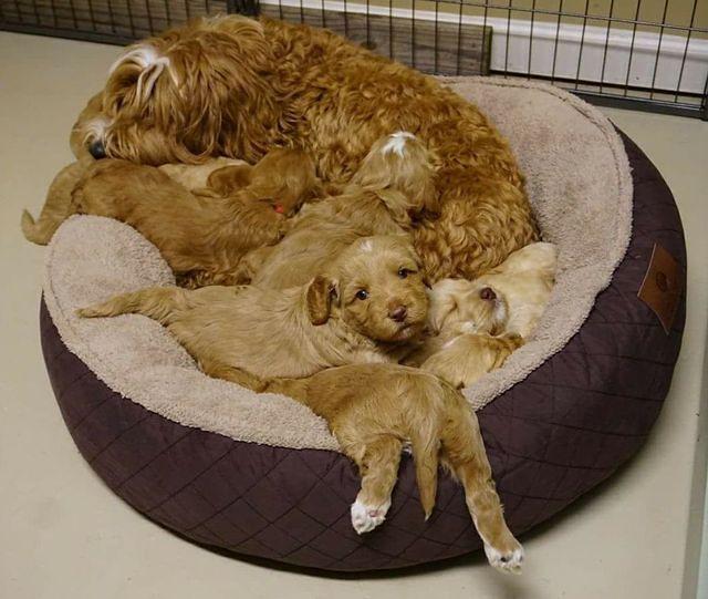 Ellie Flicker pups group 4 wks old 1