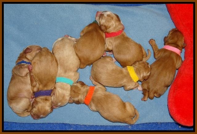 Ellie Flicker pups newborn 11