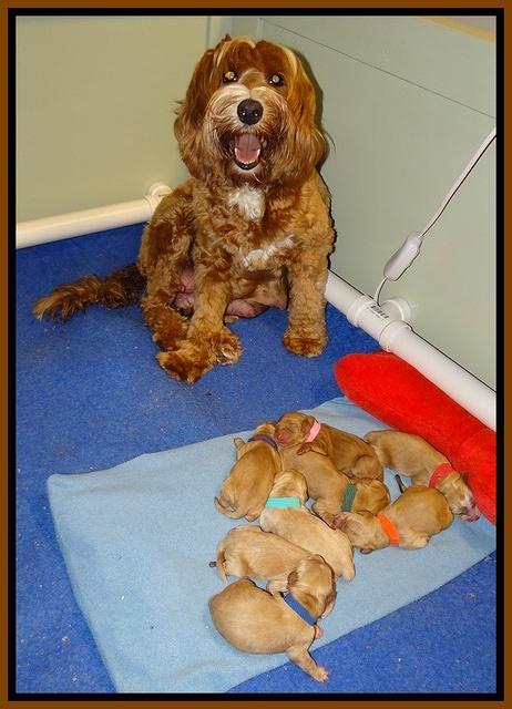Ellie Flicker pups newborn 21