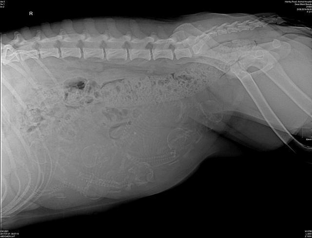 BB preg xray 1