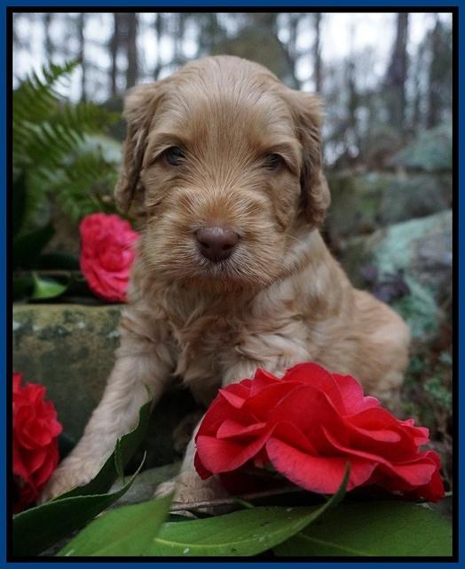 BB Gus pups 4 wks old 11