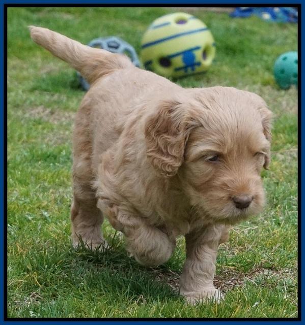 BB Gus pups 5 wks old 11
