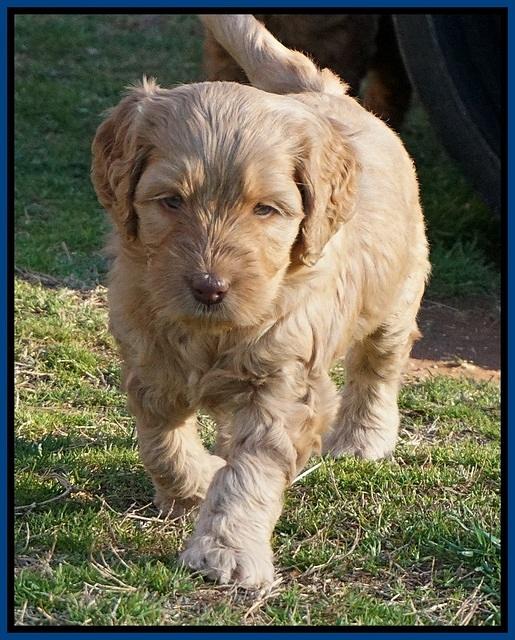 BB Gus pups 5 wks old 41