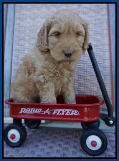 BB Gus pups 6 wks old 11