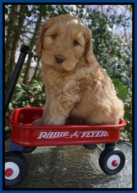 BB Gus pups 6 wks old 31