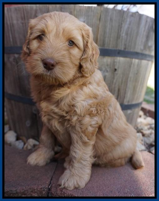 BB Gus pups 6 wks old 51