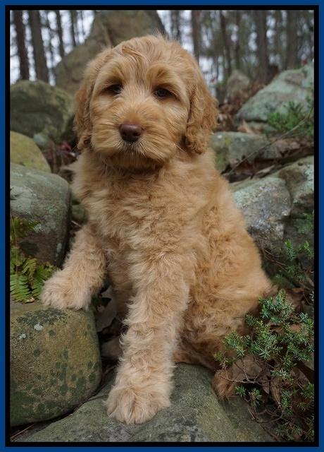 BB Gus pups 8 wks old 2100