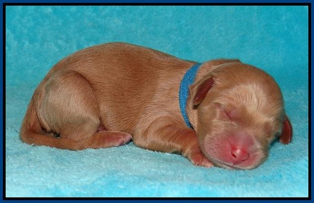 BB Gus pups Newborn 11