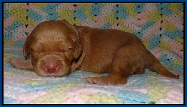 BB and Gus pups 1 wk old 11