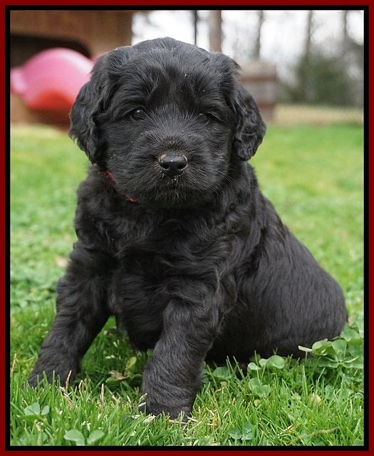 BB Gus pups 5 wks old 61