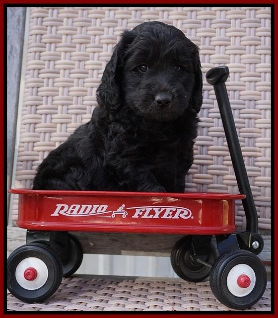 BB Gus pups 6 wks old 71