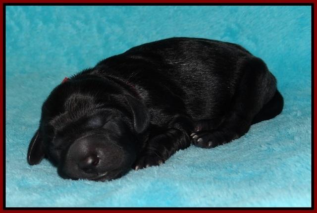 BB Gus pups Newborn 21
