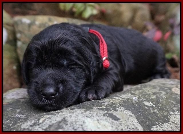 BB gus pups 2 wks old 51