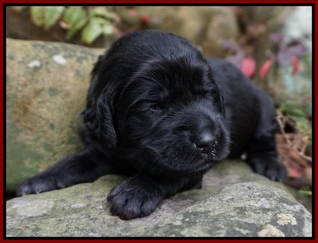 BB gus pups 2 wks old 61