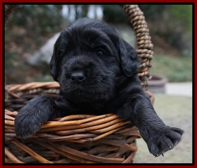 Black Beautiy Gus pups 3 wks old 51