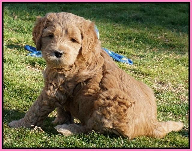 BB Gus pups 5 wks old 111