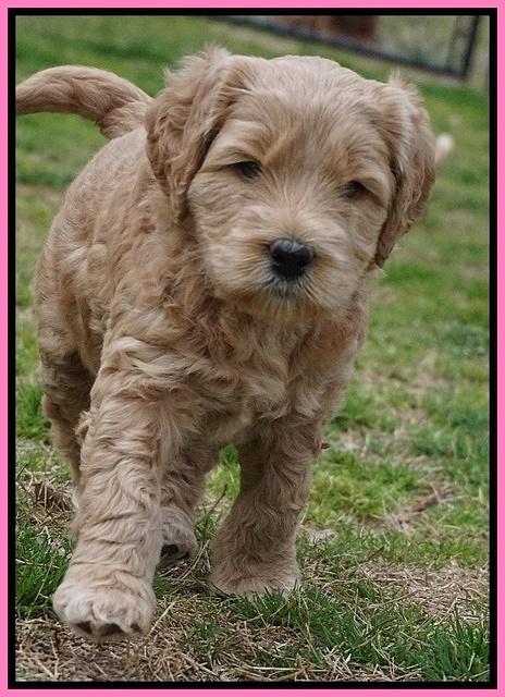 BB Gus pups 5 wks old 131