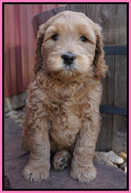 BB Gus pups 6 wks old 111