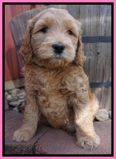 BB Gus pups 6 wks old 151