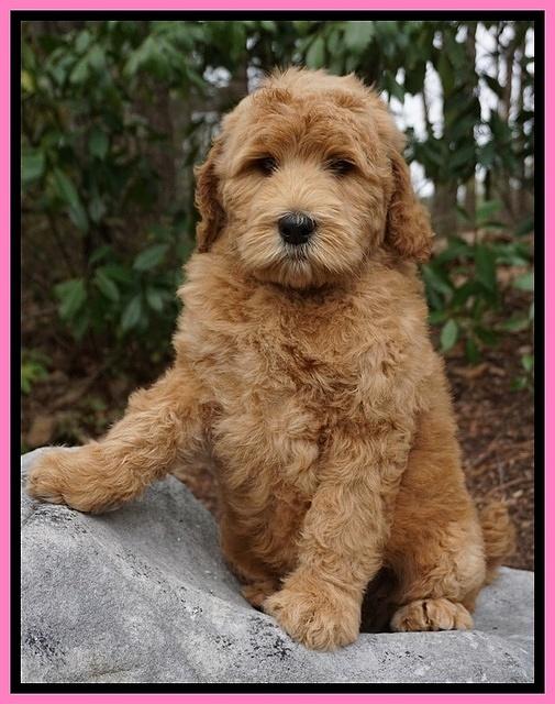 BB Gus pups 8 wks old 41