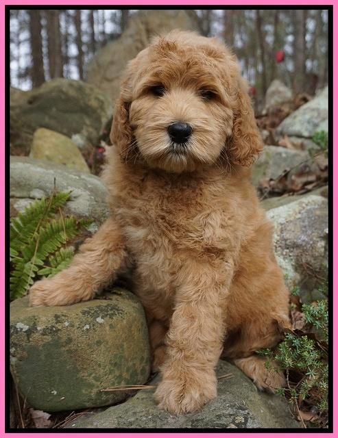 BB Gus pups 8 wks old 51