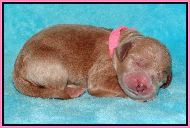 BB Gus pups Newborn 31