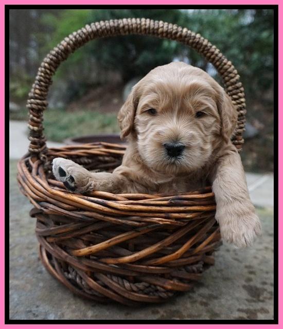 Black Beautiy Gus pups 3 wks old 91