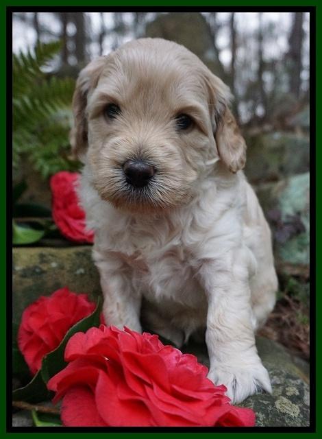 BB Gus pups 4 wks old 111
