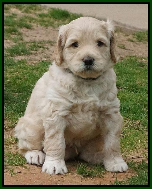 BB Gus pups 5 wks old 171