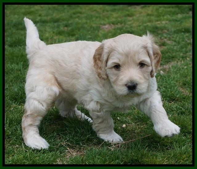 BB Gus pups 5 wks old 181