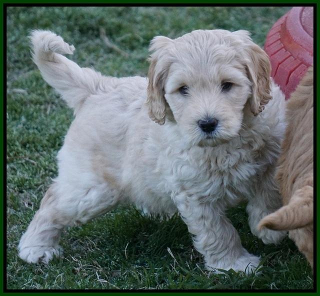 BB Gus pups 7 wks old 171