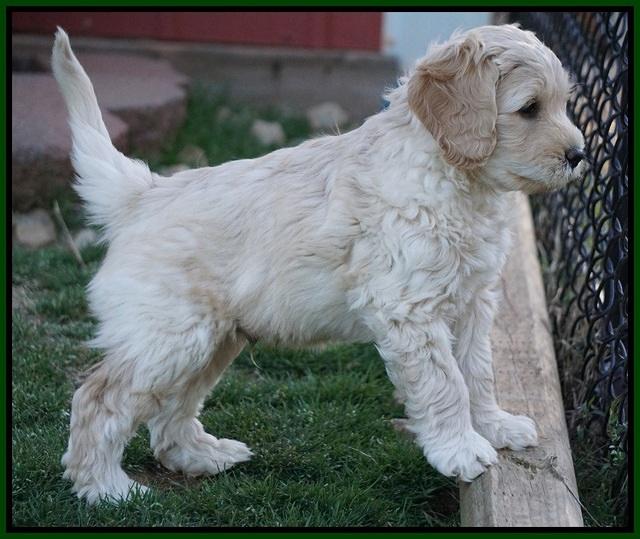BB Gus pups 7 wks old 211