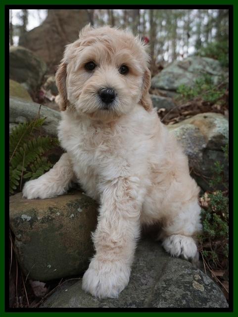 BB Gus pups 8 wks old 562