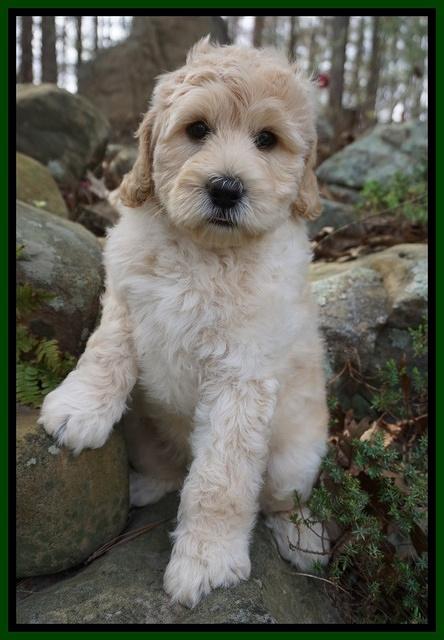 BB Gus pups 8 wks old 662