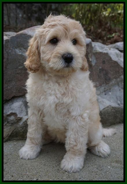 BB Gus pups 8 wks old 862