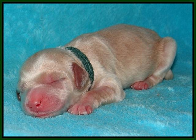 BB Gus pups Newborn 41