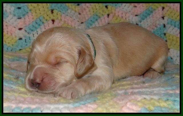 BB and Gus pups 1 wk old 71