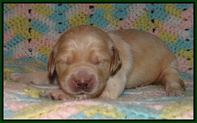 BB and Gus pups 1 wk old 81