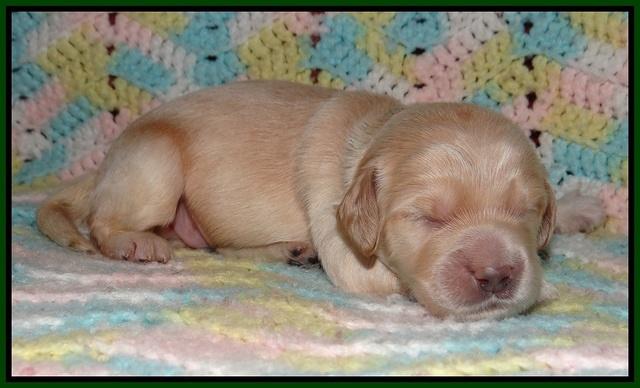 BB and Gus pups 1 wk old 91