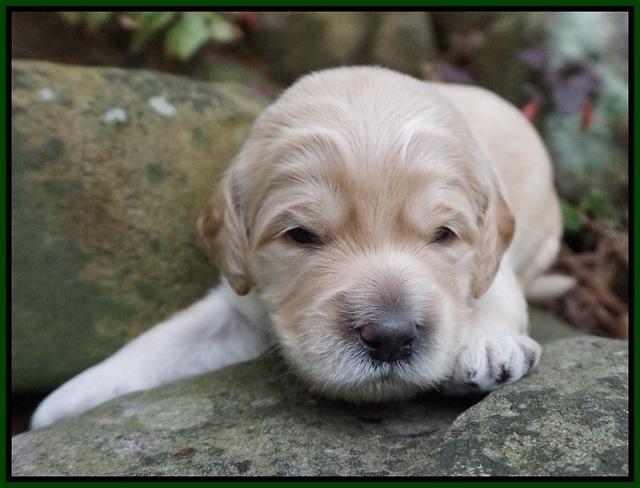 BB gus pups 2 wks old 101